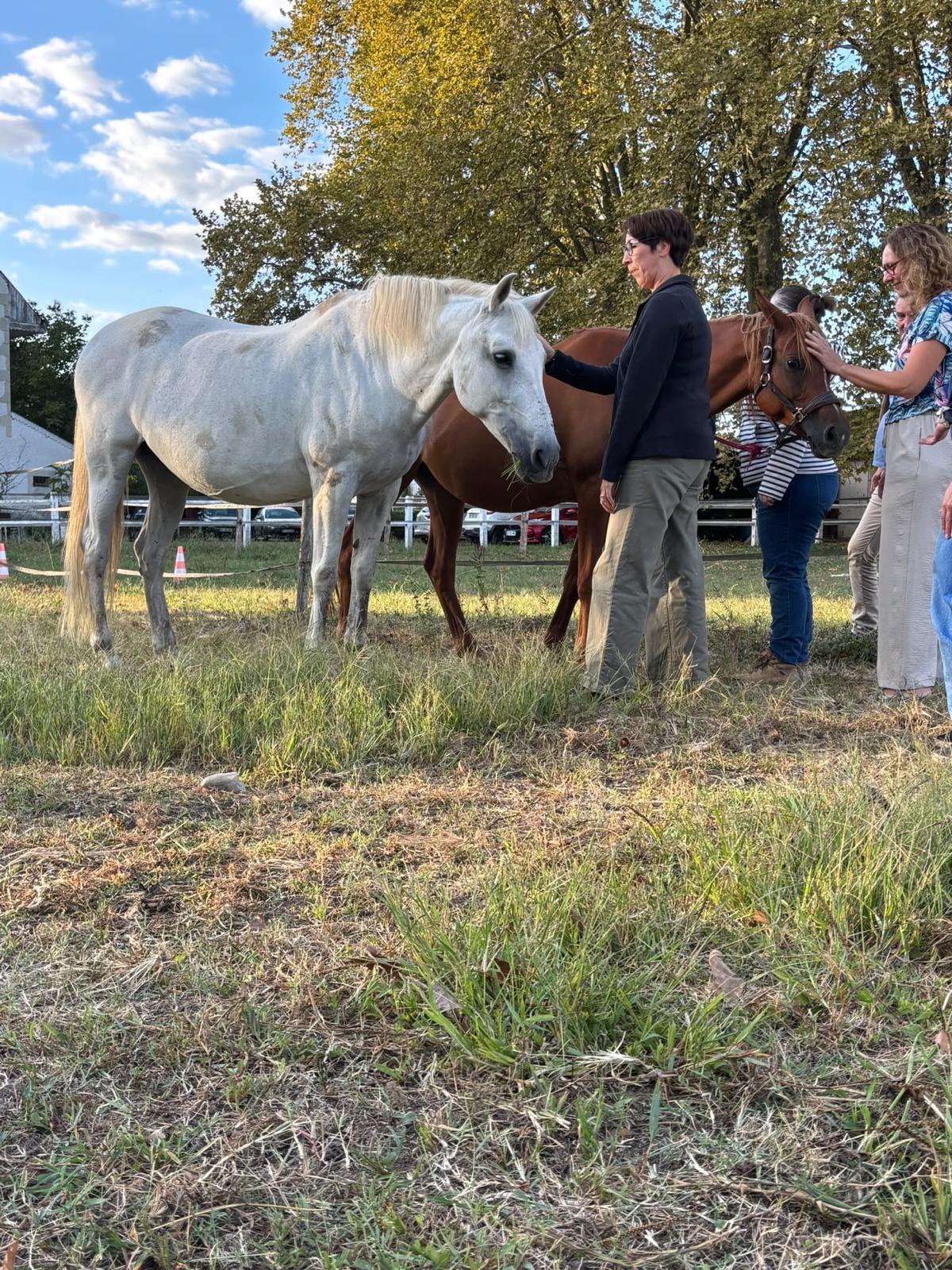 Les Pédagos de Pau au contact des chevaux pendant la démonstration d'équicoaching